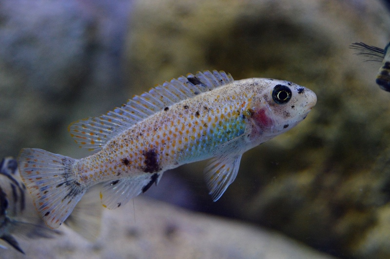 Labeotropheus trewavasae 'Higga Reef'